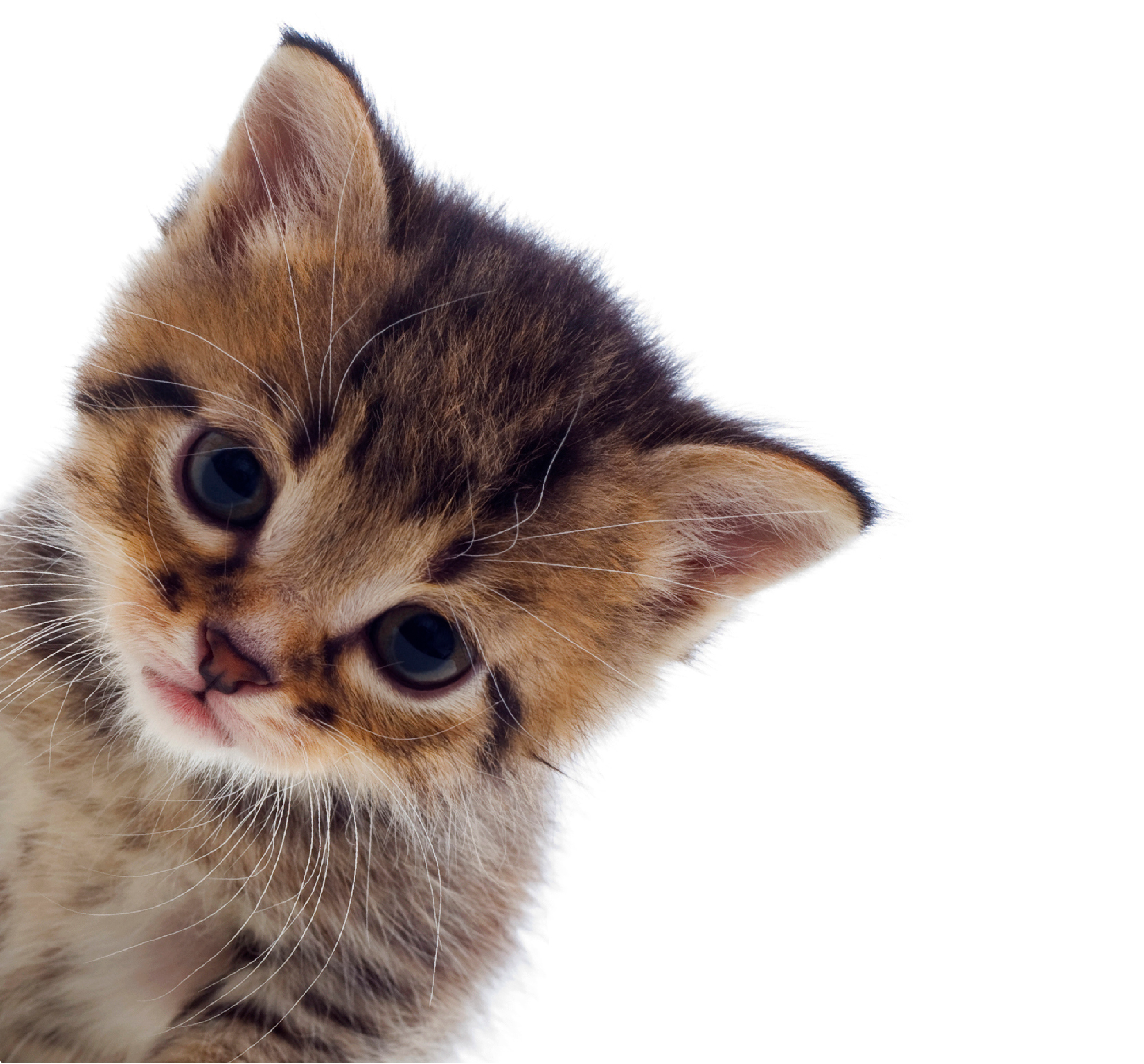 https://ohlonehumanesociety.org/wp-content/uploads/2023/12/OHS-Home-Banner-Kitten-1.png