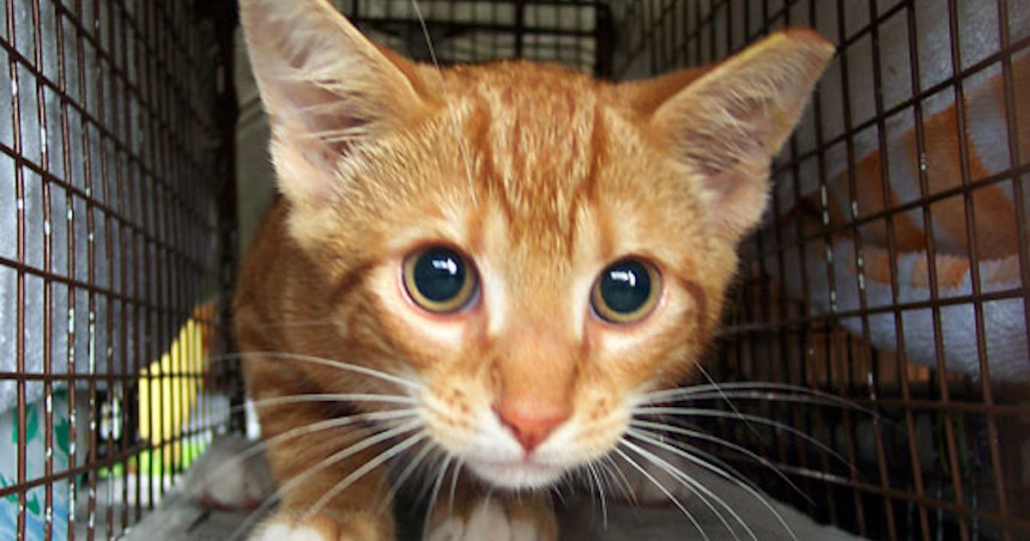 Can Trapping Cats Be Fear Free? Find Out Here